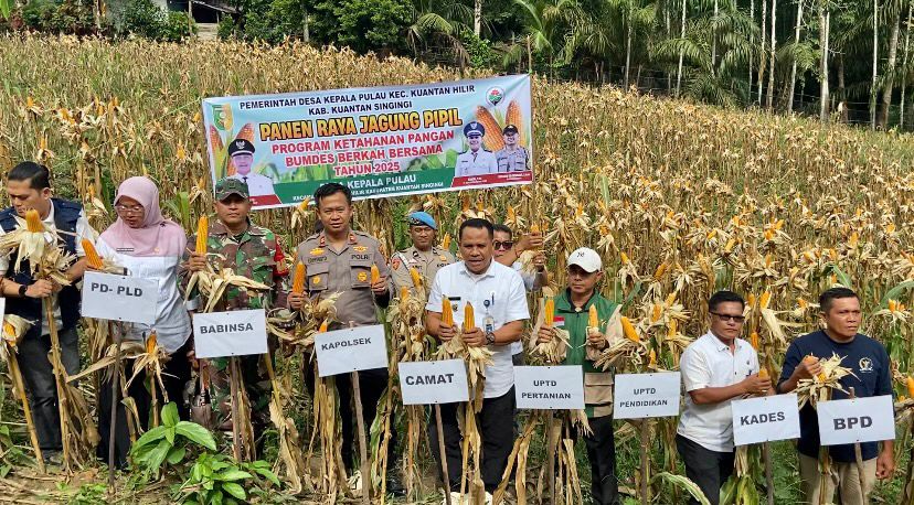 Dua Kecamatan Gelar Panen Raya Jagung Pipil, Kapolres Kuansing Apresiasi Penguatan Ketahanan Pangan Desa